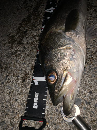 シーバスの釣果