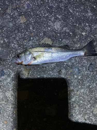 セイゴ（タイリクスズキ）の釣果