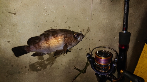 メバルの釣果