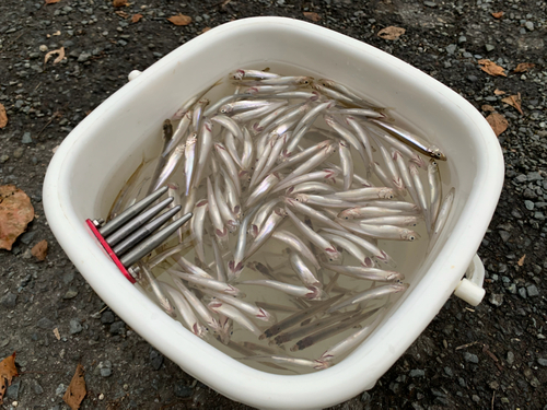 ワカサギの釣果