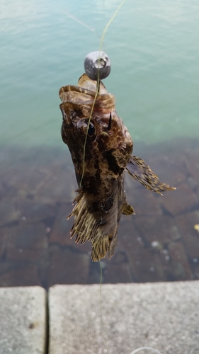 タケノコメバルの釣果