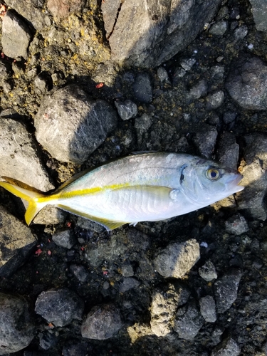 シマアジの釣果