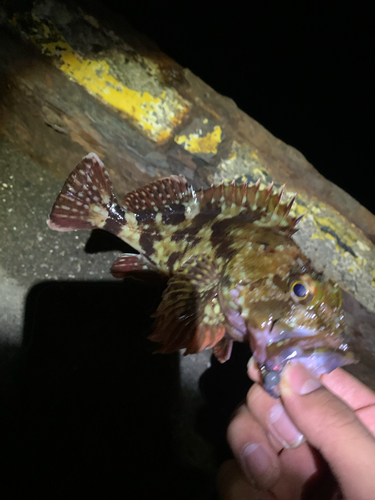 カサゴの釣果