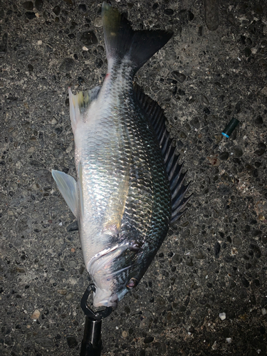 チヌの釣果