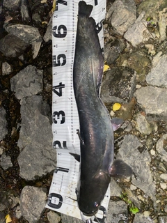 ビワコオオナマズの釣果