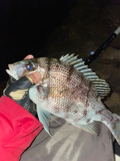 メイチダイの釣果