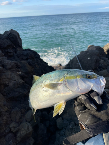 イナダの釣果