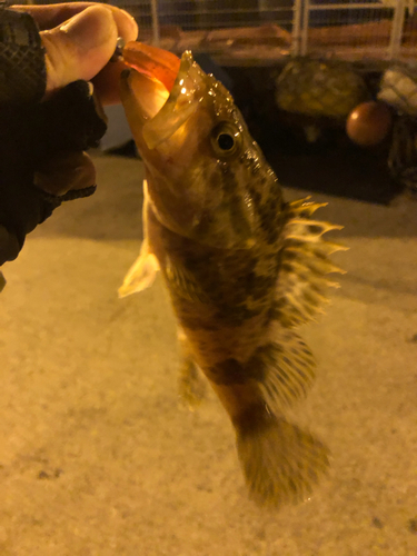 タケノコメバルの釣果