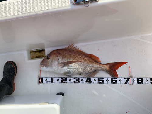 マダイの釣果