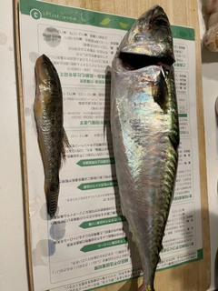 サバの釣果