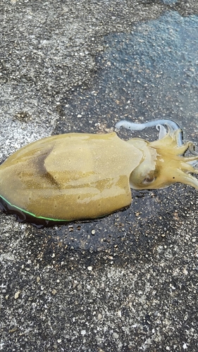 モンゴウイカの釣果