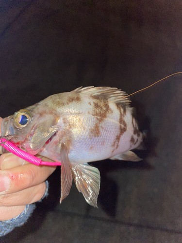 メバルの釣果