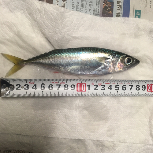 サバの釣果