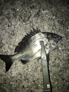 タケノコメバルの釣果