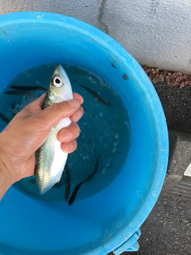 サバの釣果