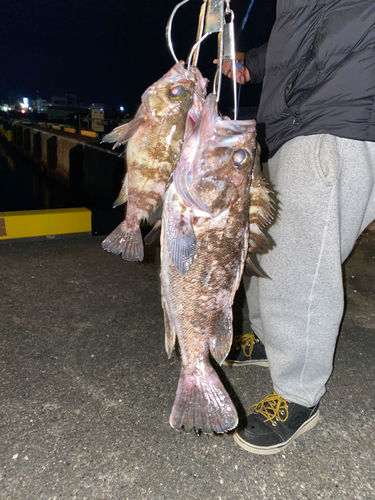 クロソイの釣果