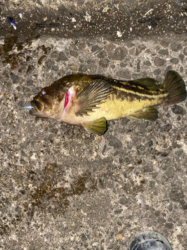 シマゾイの釣果