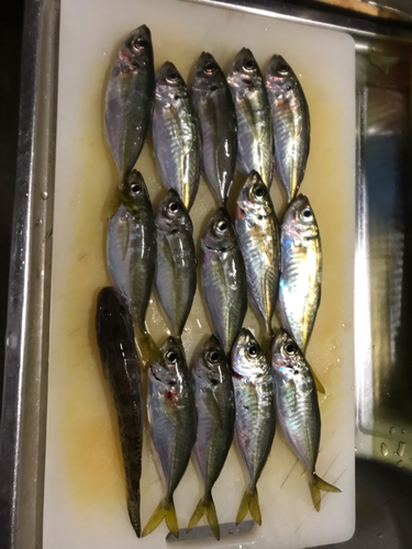 アジの釣果