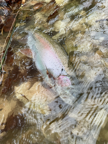 ニジマスの釣果