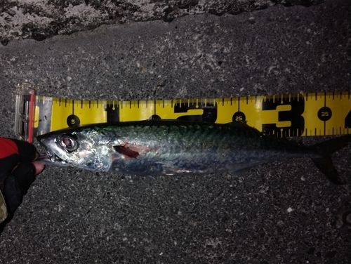 サバの釣果