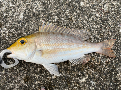 イトフエフキの釣果