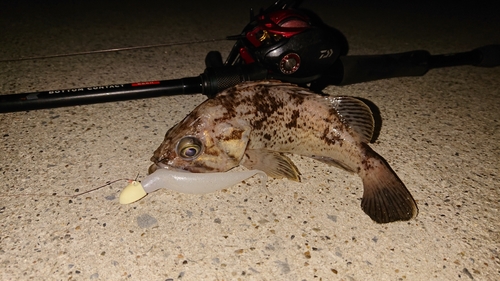 クロソイの釣果