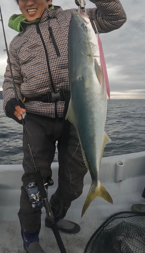 ワラサの釣果