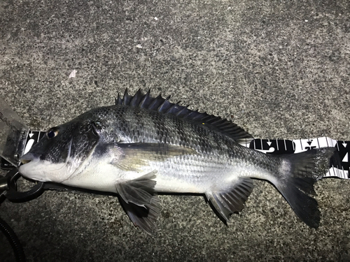 クロダイの釣果