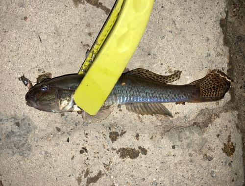 マハゼの釣果