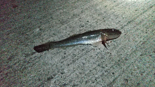 マハゼの釣果