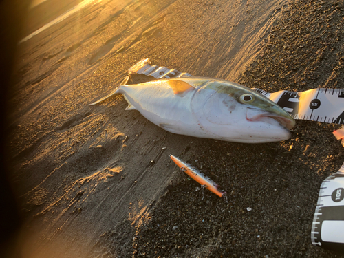 ワラサの釣果