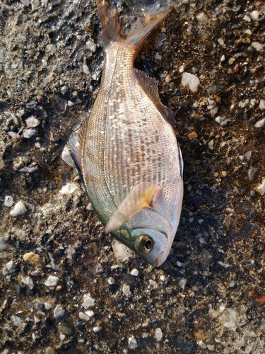 ウミタナゴの釣果