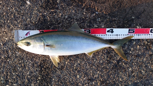 ハマチの釣果