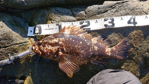 ベッコウゾイの釣果