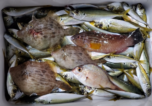 カワハギの釣果