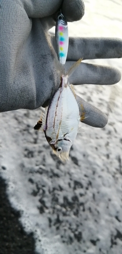 ヒイラギの釣果