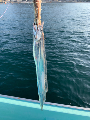 タチウオの釣果