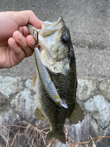 ブラックバスの釣果