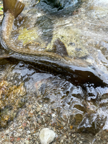 アメマスの釣果