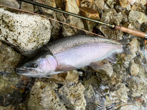 ニジマスの釣果