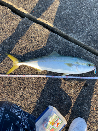 ハマチの釣果