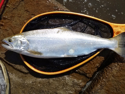 サクラマスの釣果