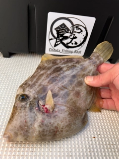 カワハギの釣果