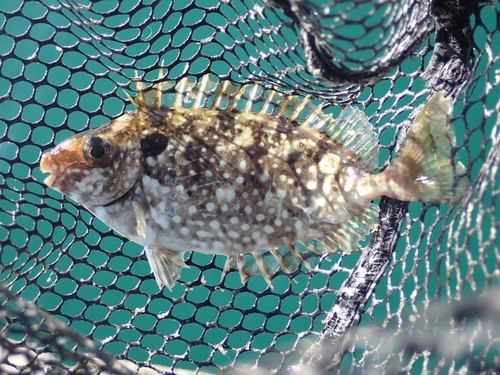 アイゴの釣果