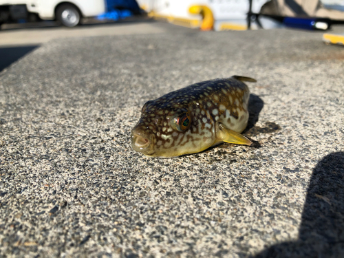 クサフグの釣果