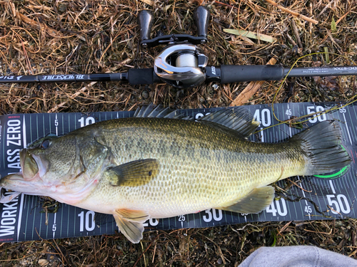 ブラックバスの釣果