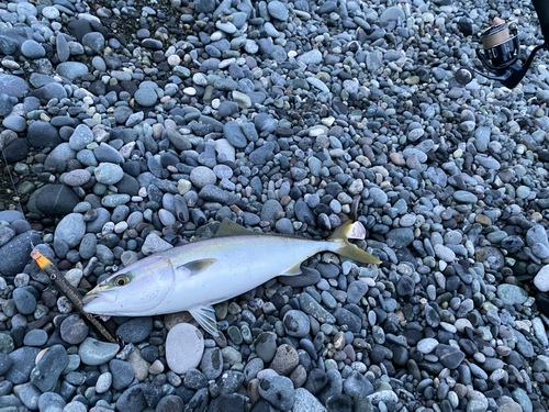 イナダの釣果