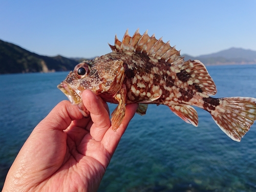 カサゴの釣果