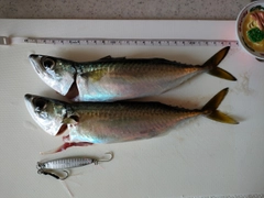 サバの釣果
