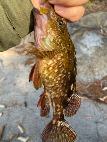 カサゴの釣果